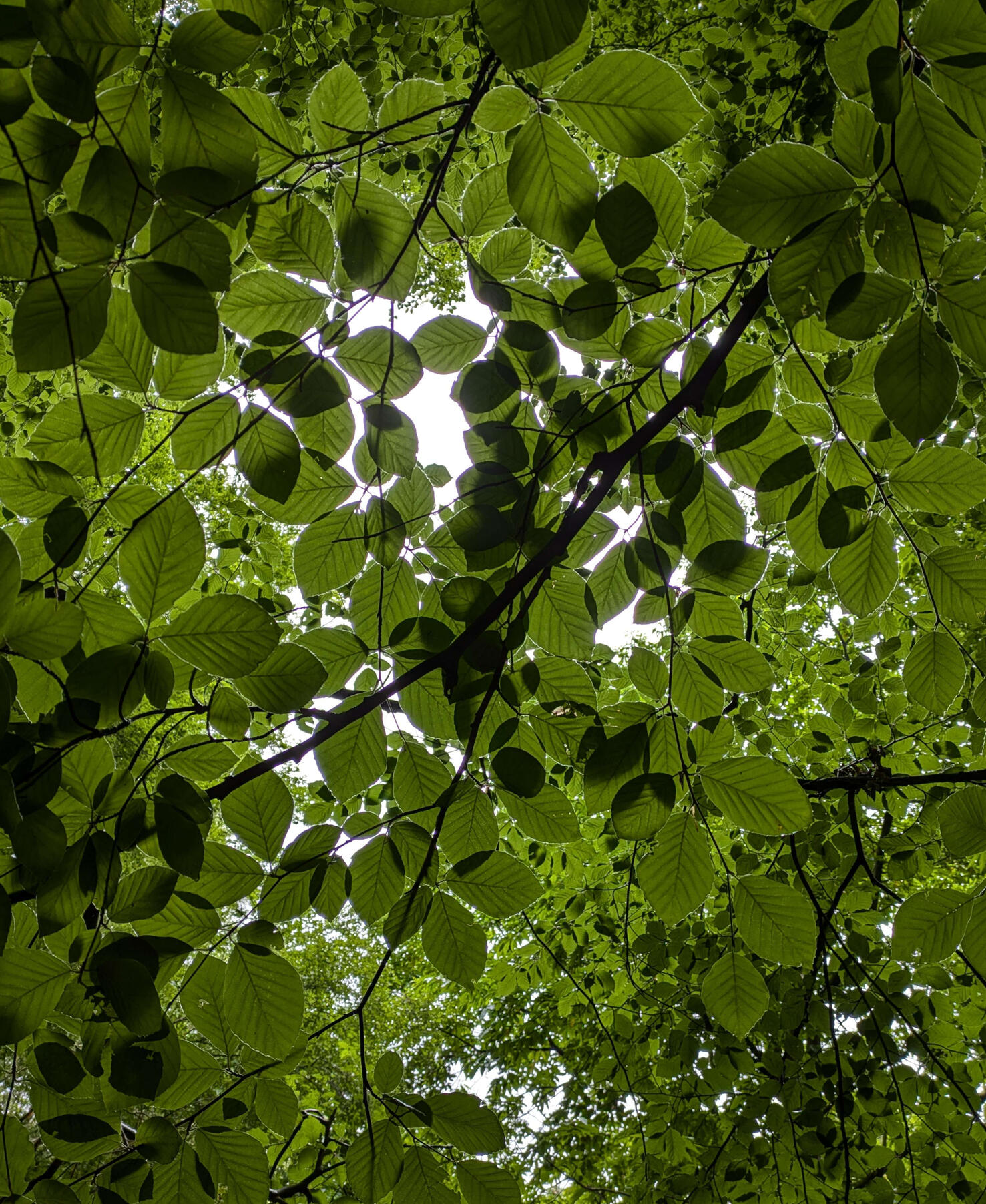 Looking through a beech tree canopy to the sky on Myrtle Park Bingley
