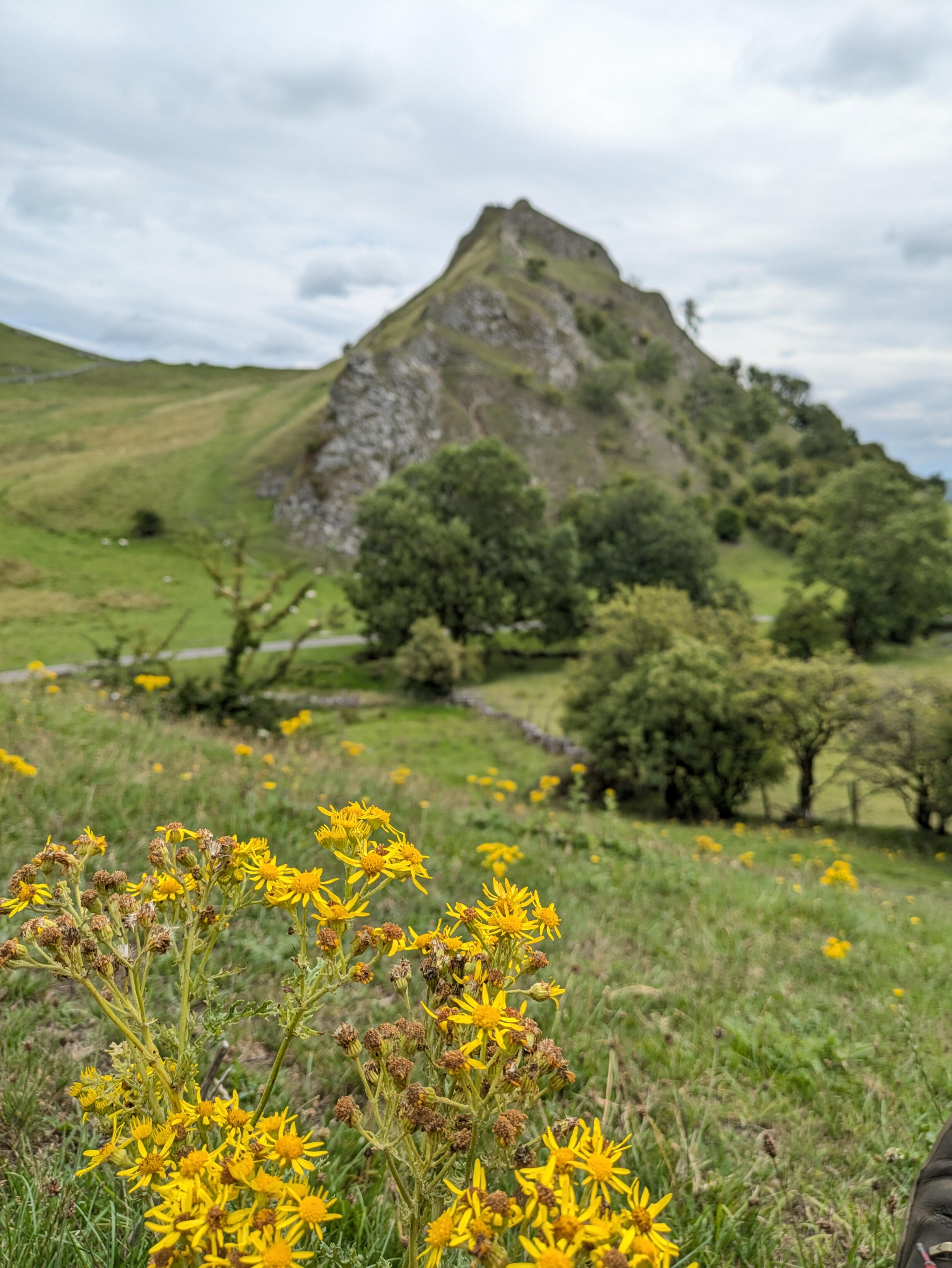 Bright yellow wildflowers in foreground, dramatic hill in the background