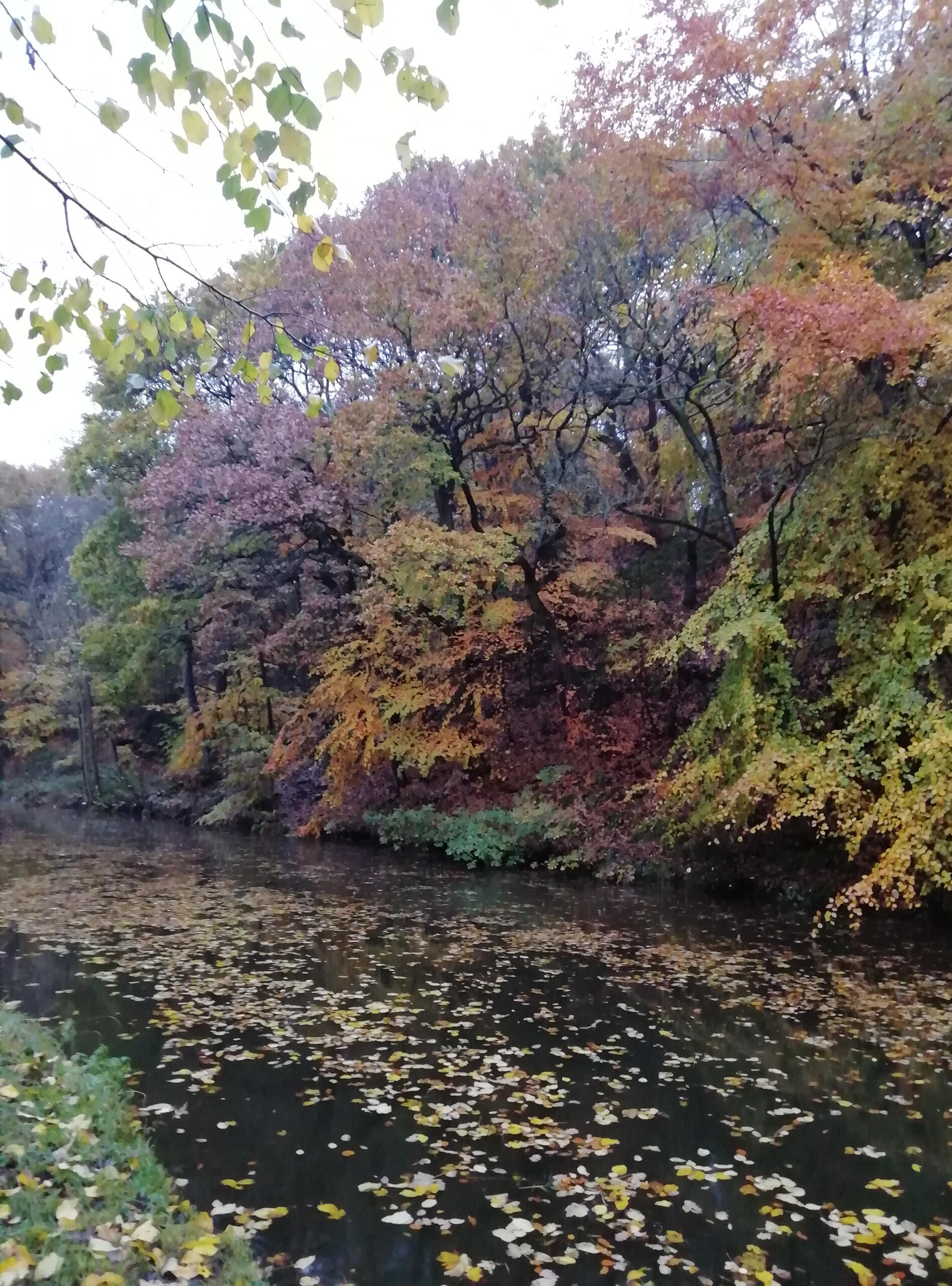 Autumnal trees next to a canal