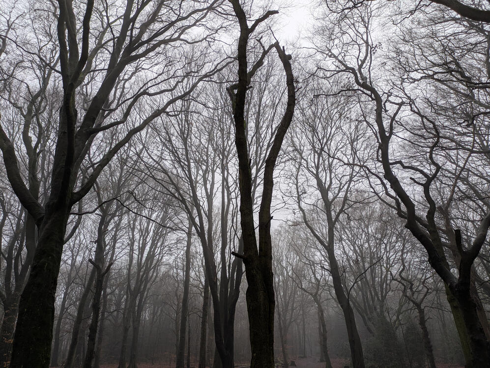 Silhouette of leafless tree canopy in Hirst Wood, Shipley