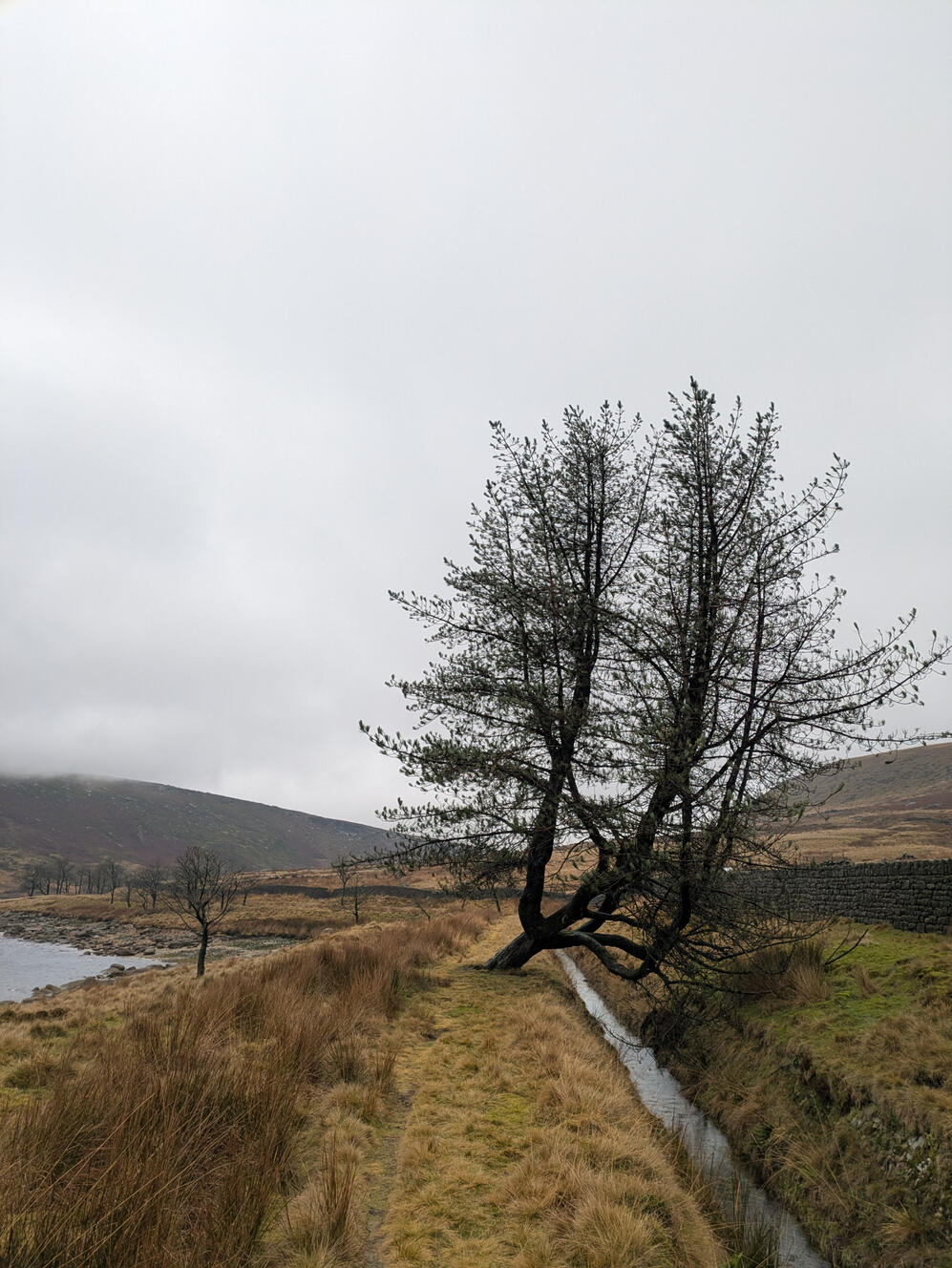 Single exposed tree bent over a straight drain at the side of a lake, Shipley Glen