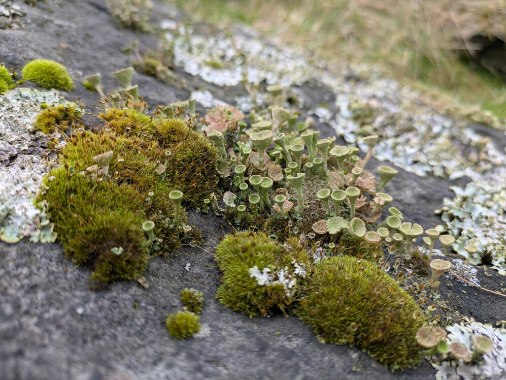 Eldwick craggs