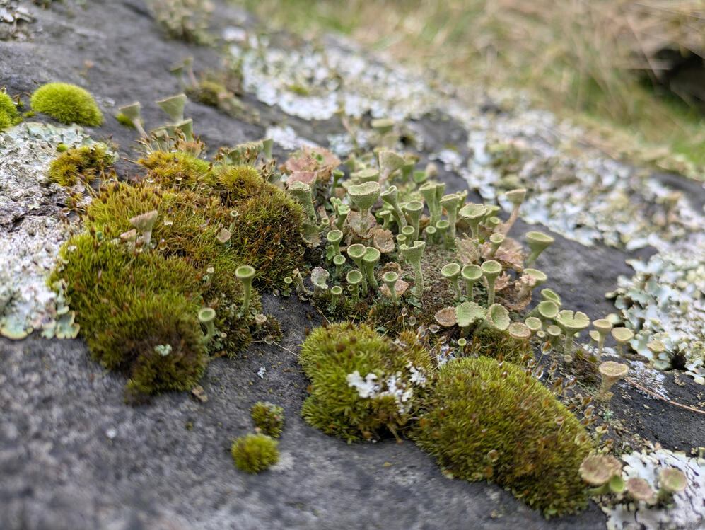 Eldwick craggs