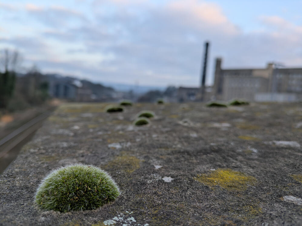 Tufts of moss on a stone bridge parapet, against the morning skyline, Bingley