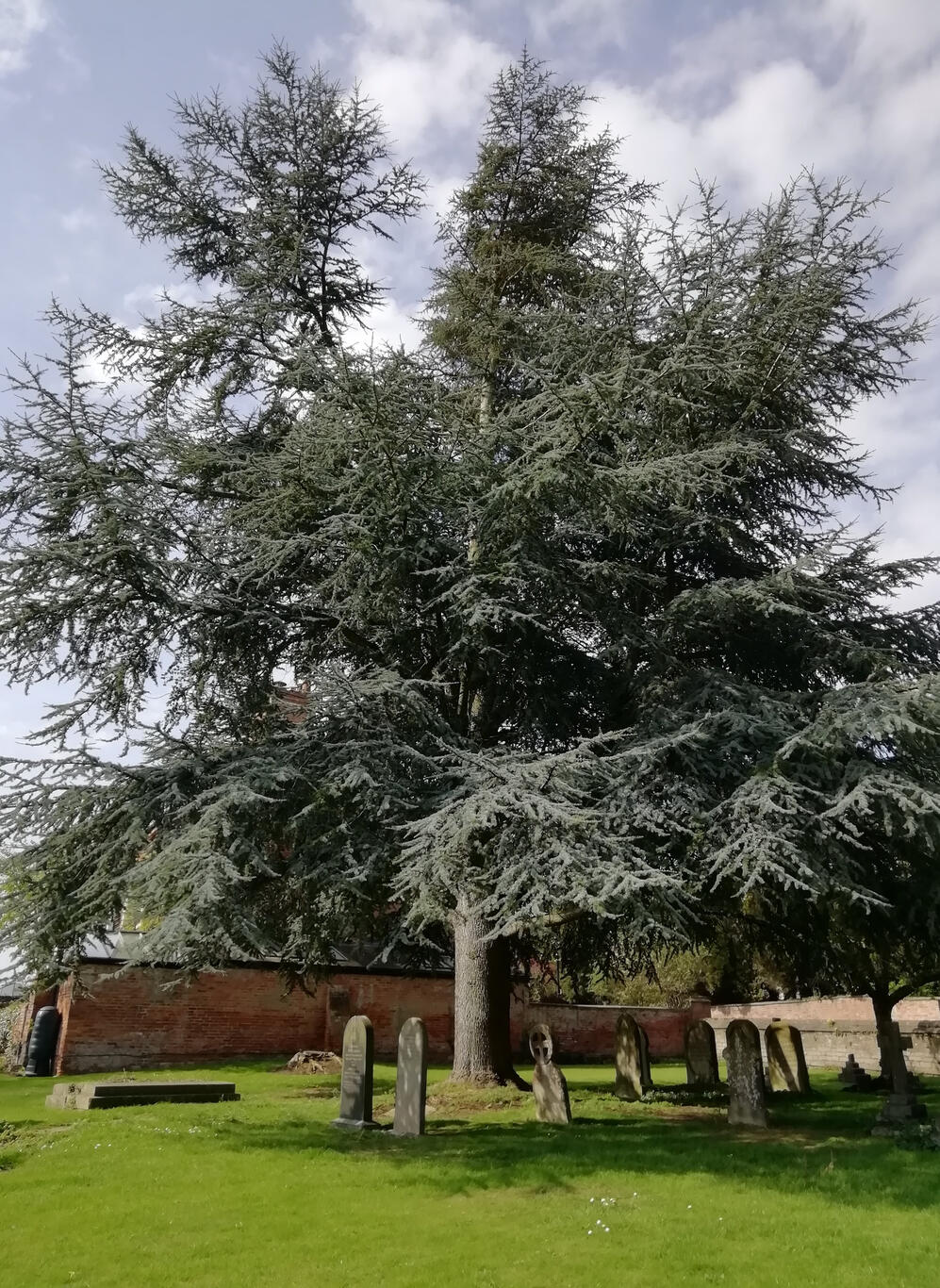 Pointing mature cedar, Myrtle Park Bingley