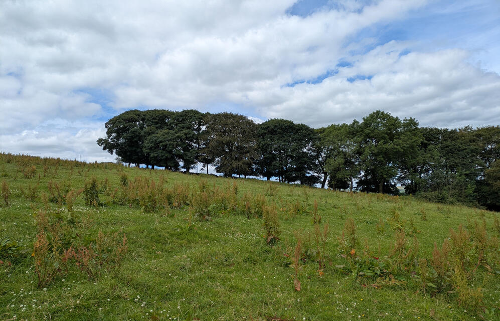 Truncated tree line on the horizon, Gun Hill, Staffs