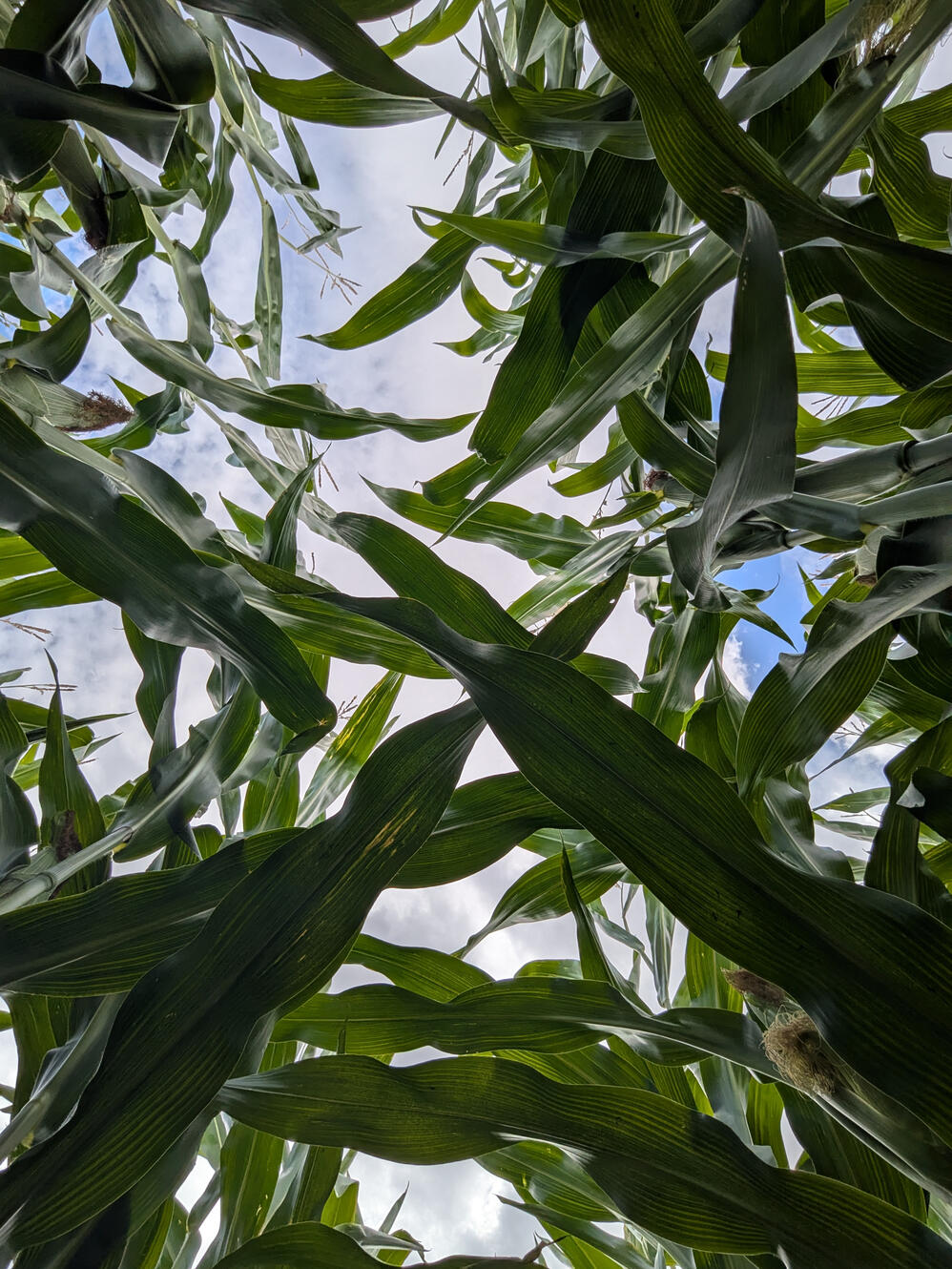 Looking up at the sky through tall maize plants