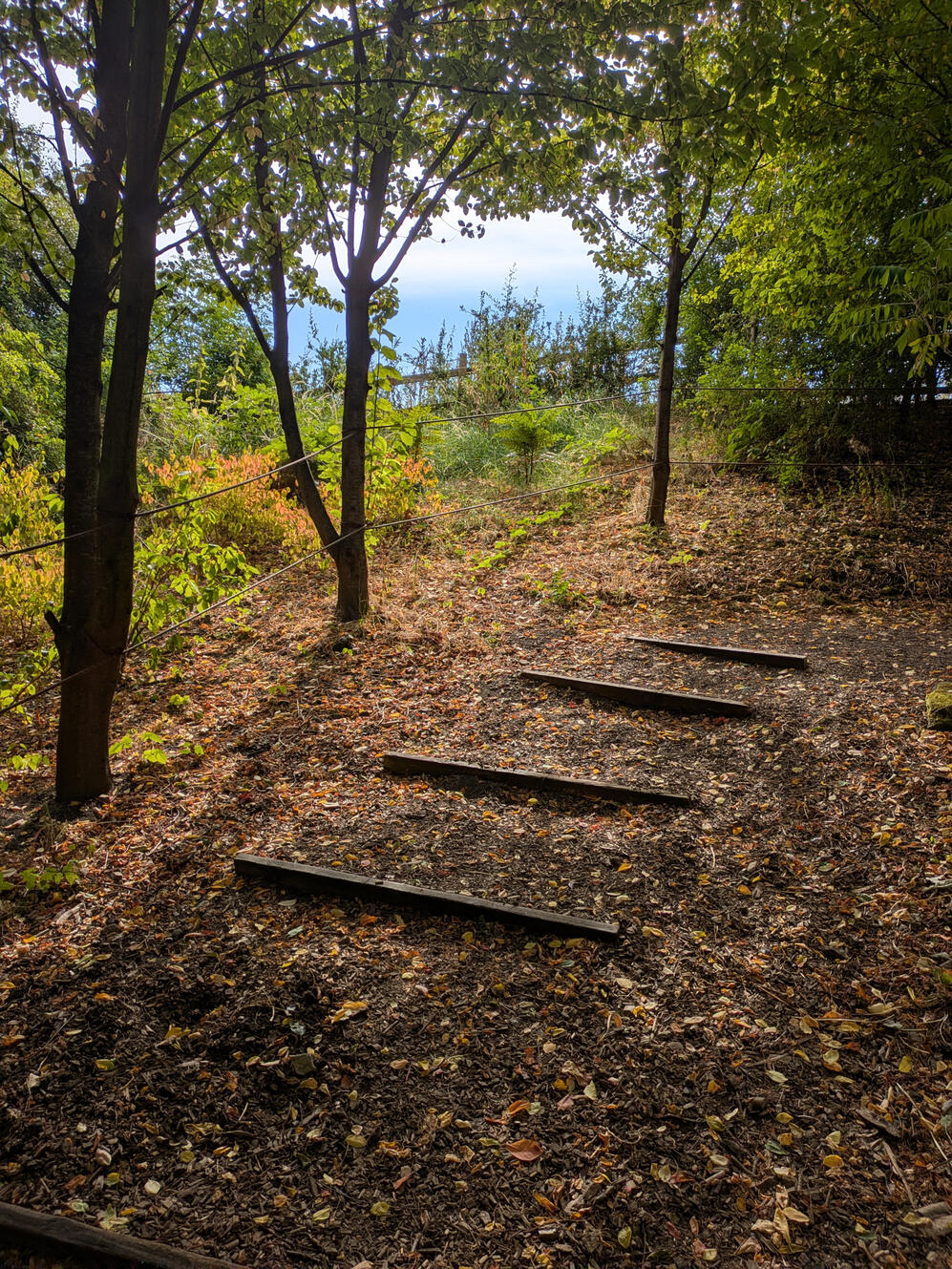 A path away from the light, Hurst Wood, Bingley